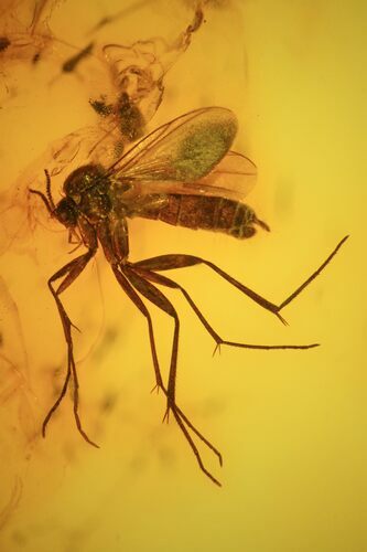 Detailed Fossil Fly (Diptera) In Baltic Amber #58074